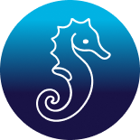 Seahorse icon decal