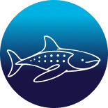 Shark icon decal